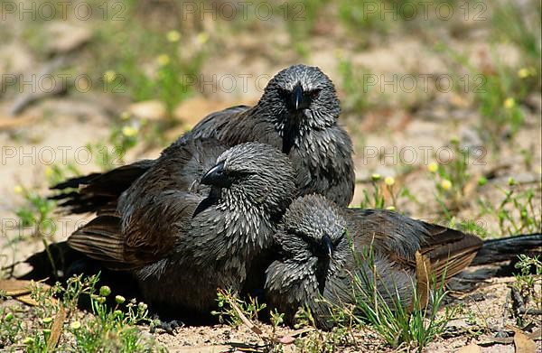 Apostlebird