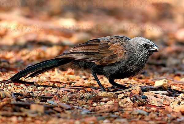 Apostle apostlebird