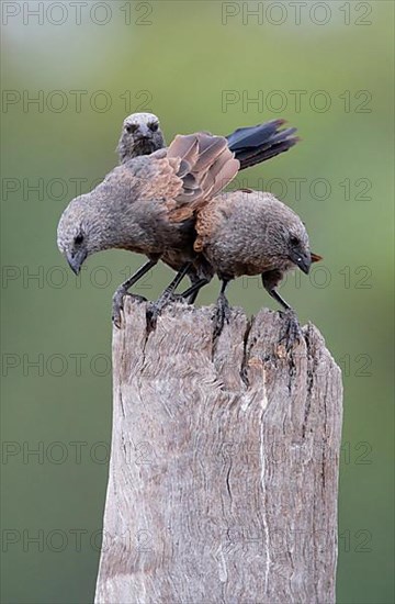 Apostlebird