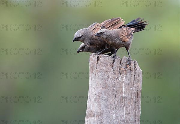 Apostlebird