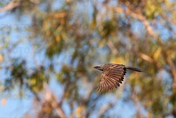 Apostlebird