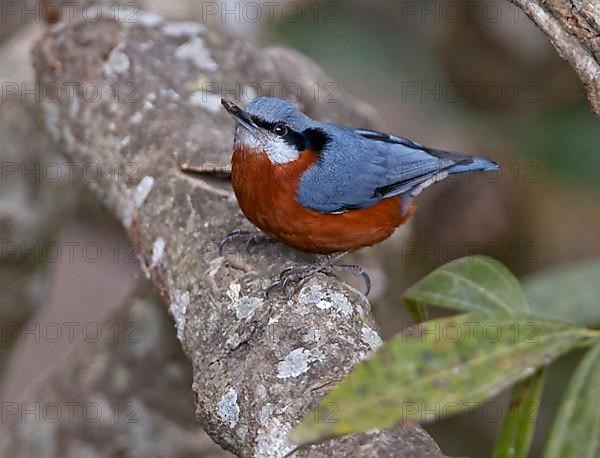 Chestnut-bellied Nuthatch