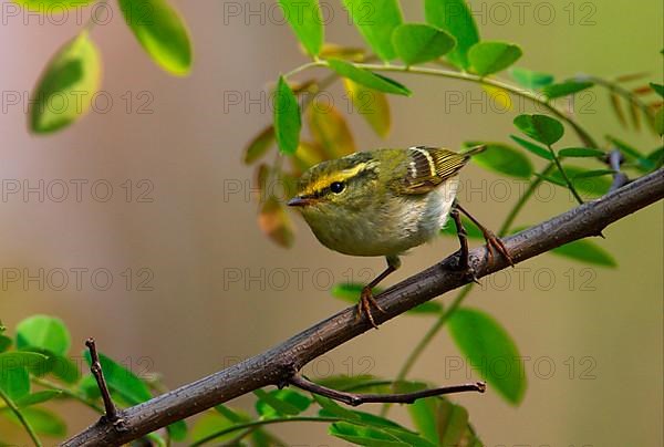 Pallas's Warbler