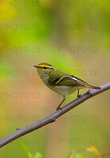 Pallas's Warbler