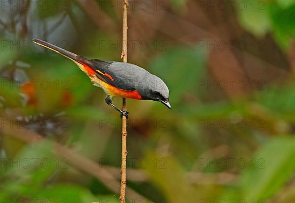 Small Minivet