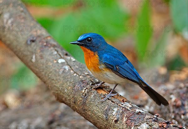 Tickell's Blue-flycatcher