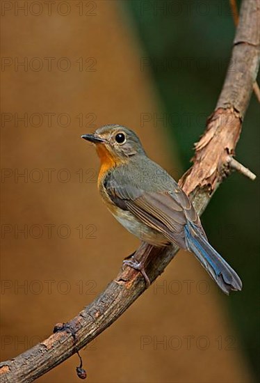 Brown-breasted Flycatcher