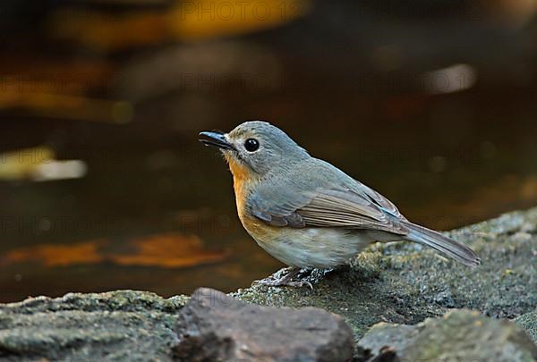 Brown-breasted Flycatcher