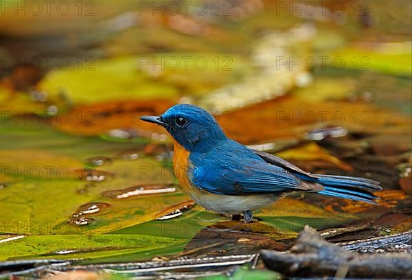 Brown-breasted Flycatcher