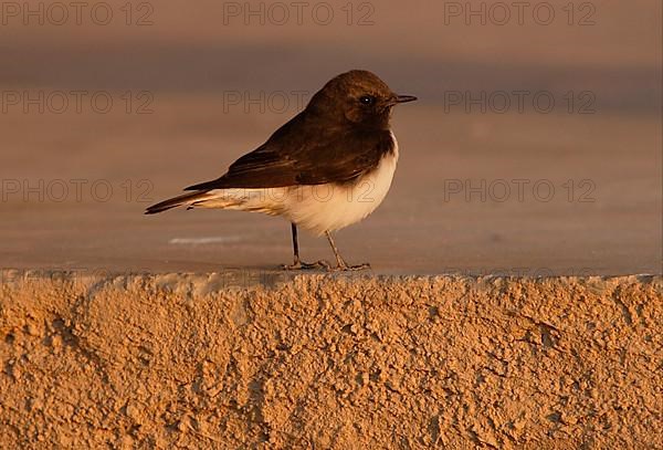 Pied Wheatear