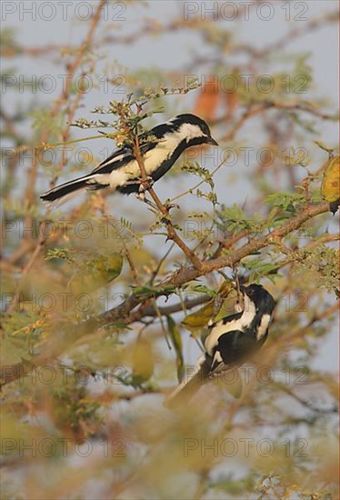 White-naped Tit