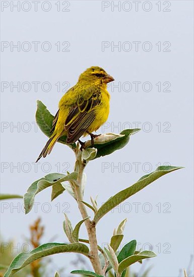 Brimstone Canary