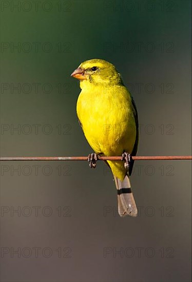 Brimstone Canary