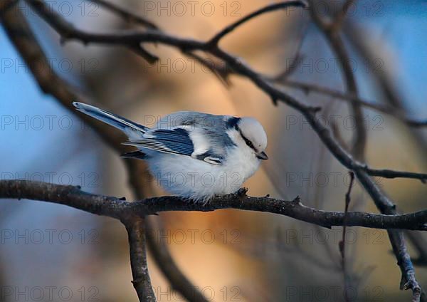 Azure titmouse