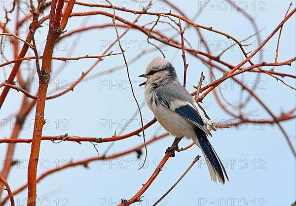 Azure titmouse