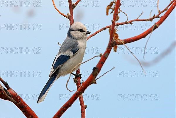 Azure titmouse