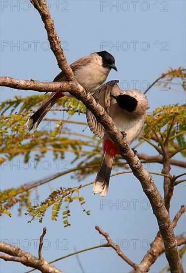 Sooty-headed Bulbul