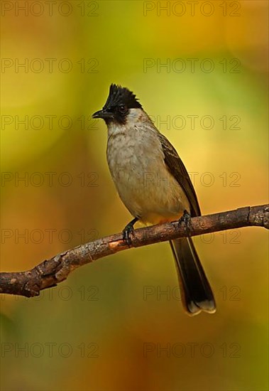 Sooty-headed Bulbul