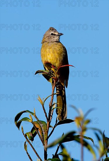 Yellow-cheeked Bulbul