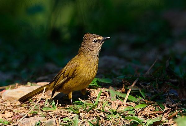 Yellow-cheeked Bulbul