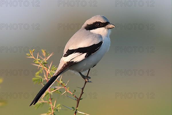 Southern Grey Shrike