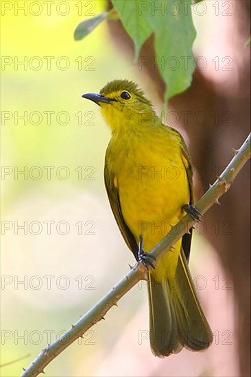 Yellow-browed Bulbul