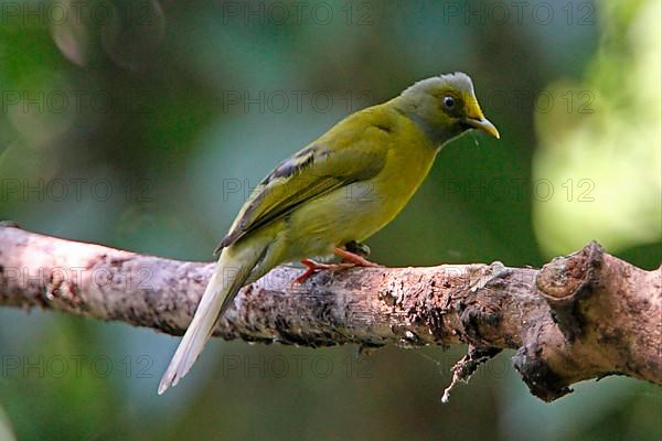 Grey-headed Bulbul