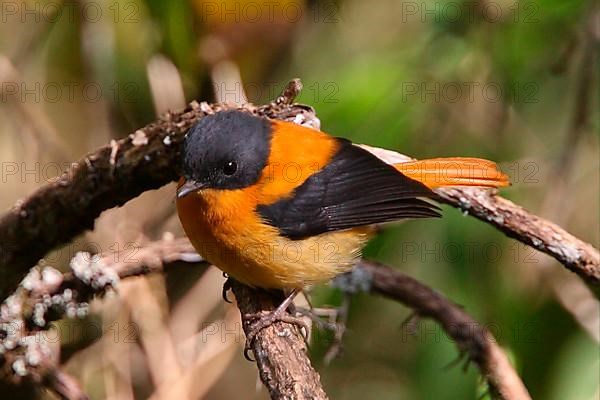 Black-and-rufous Flycatcher