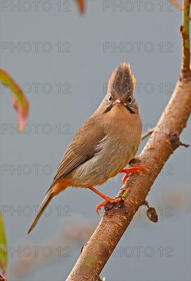 Red yuhina