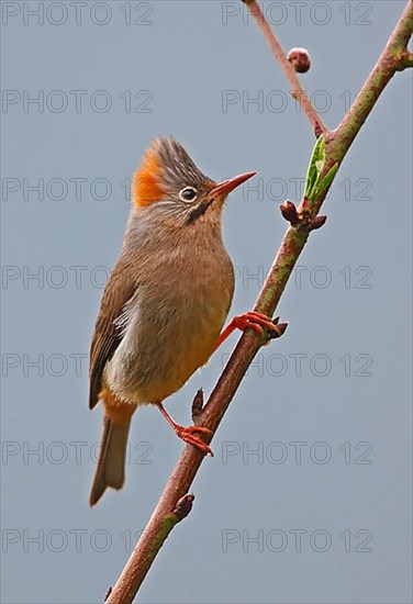 Red yuhina