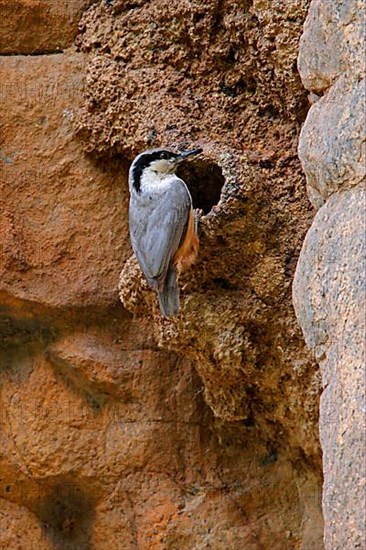 Eastern Rock Nuthatch