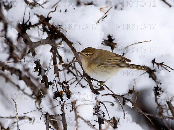 Mountain Chiffchaff