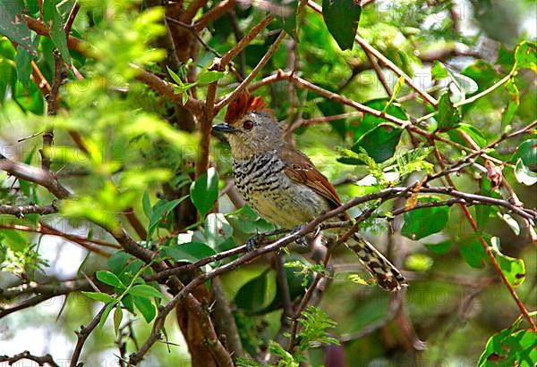 Rufous-capped antshrike