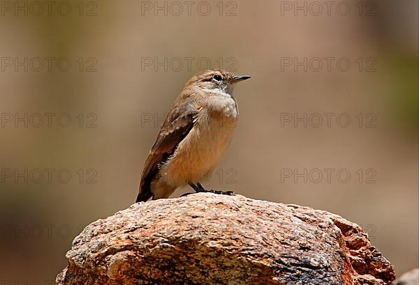 Red-tailed Miner