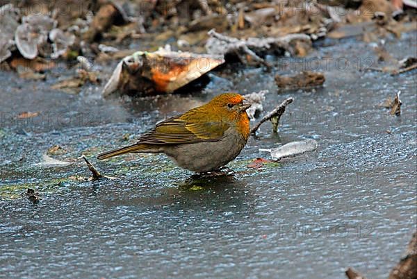 Crimson-browed Finch