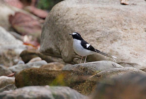 Black-backed Scissor-tail