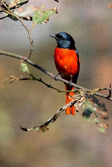 Orange minivet