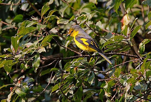 Orange minivet