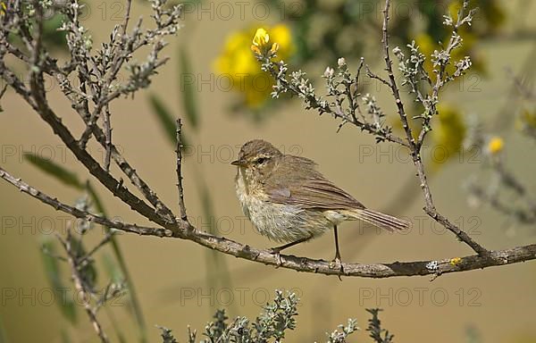 Canary Chiffchaff