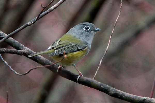 Green Shrike-babbler