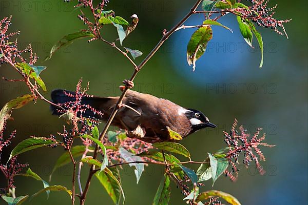 Black-faced Laughingthrush