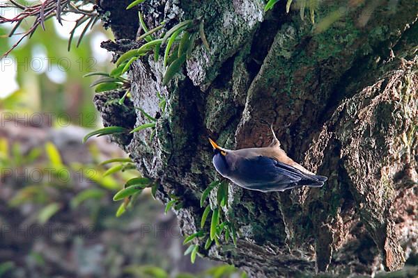 Yellow-billed Nuthatch