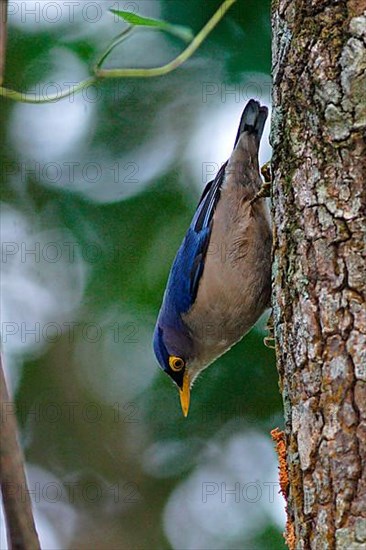 Yellow-billed Nuthatch