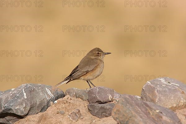 Black-billed Shrike-tyrant