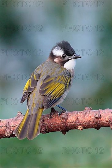 Chinese Bulbul