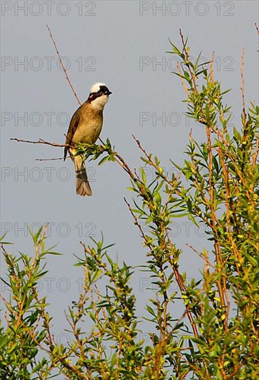 Chinese Bulbul