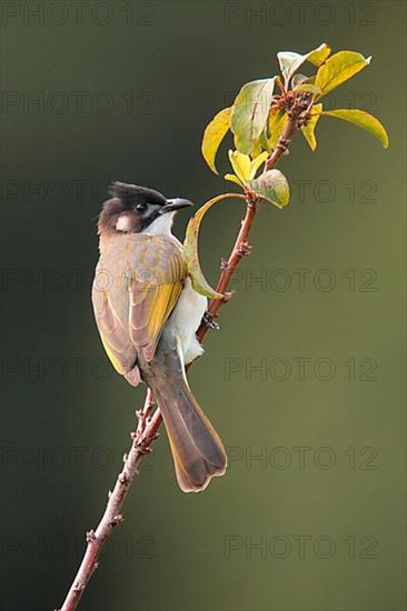 Chinese Bulbul