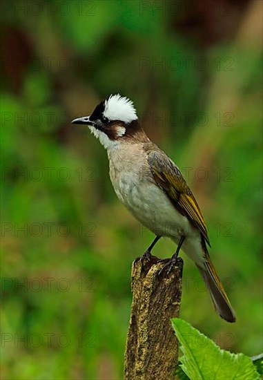 Chinese Bulbul