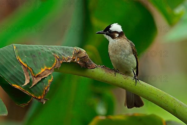 Chinese bulbul