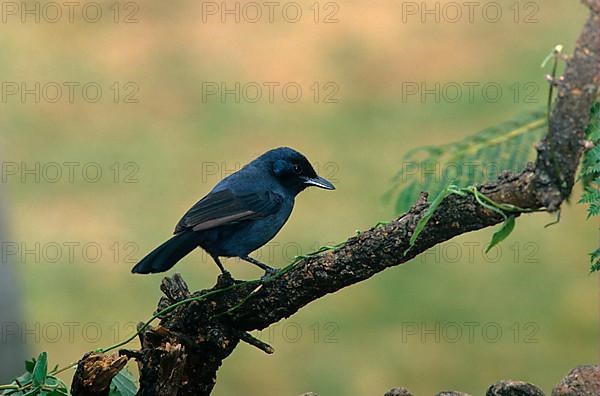 Mourning Shrike